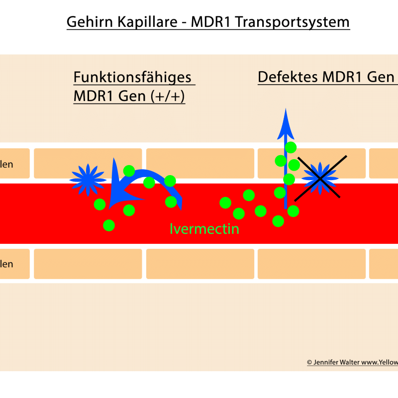 MDR1-Gen-Defekt - Yellowstone Australian Shepherds