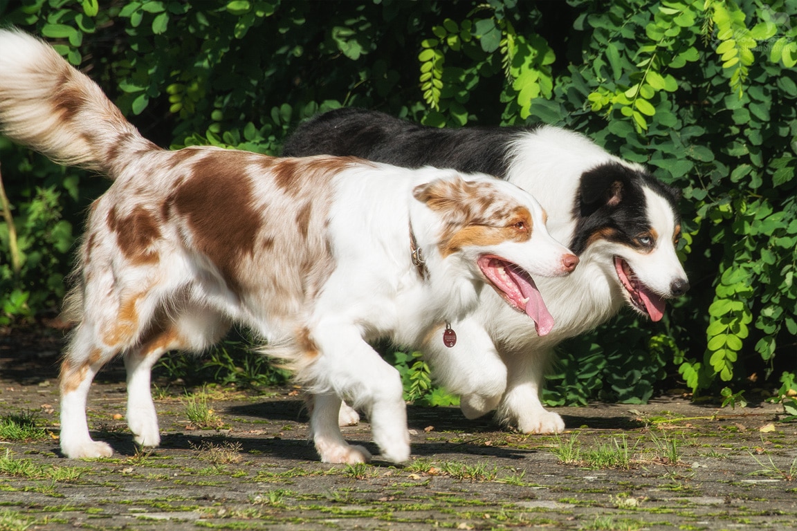 Unterschied Rude Hundin Yellowstone Australian Shepherds