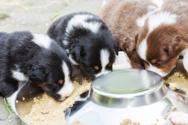 Menüpunkt für Futterbestellung