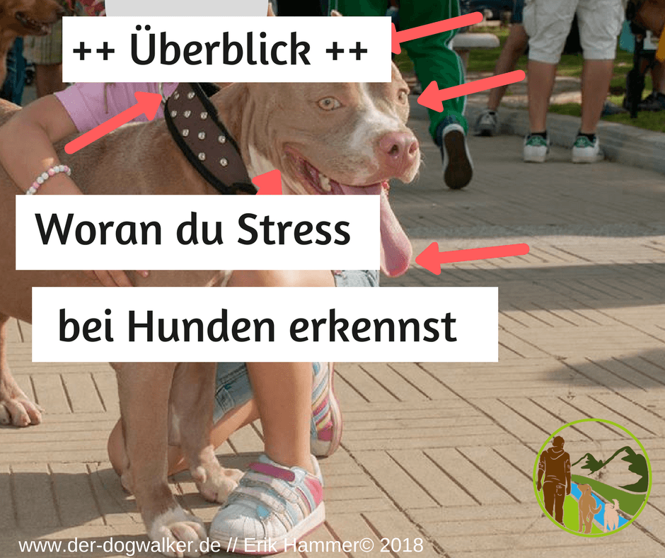 Stresssymptome bei Hunden / Welpen Yellowstone Australian Shepherds