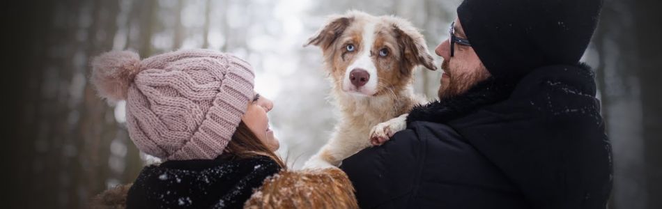 Seven-Henry-2-Hazel-Australian-Shepherd-puppy-4-months-Beitragsbild.jpg