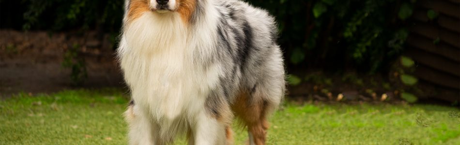 Platzierungsstelle-fuer-Blue-Merle-Ruede-gesucht-Beitragsbild.jpg Platzierungsstelle-fuer-Blue-Merle-Ruede-gesucht-Beitragsbild.jpg