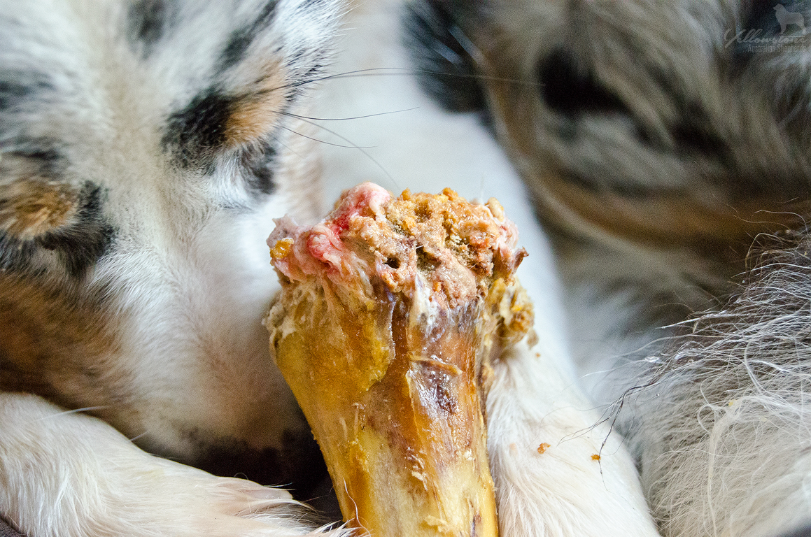 Rinderhaut gefhrlich fr deinen Hund? - Yellowstone Australian Shepherds
