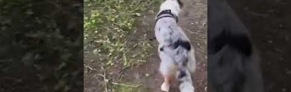 Misty-beim-gassi-Beitragsbild.jpg Misty-beim-gassi-Beitragsbild.jpg