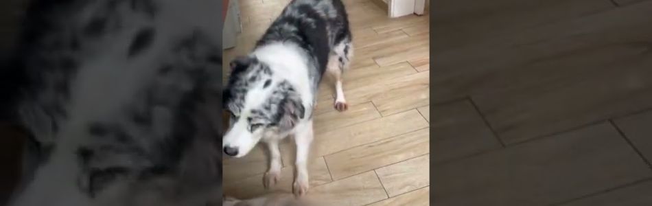 Aussies-Maisy-meine-Aufraeumhilfe-Beitragsbild.jpg Aussies-Maisy-meine-Aufraeumhilfe-Beitragsbild.jpg