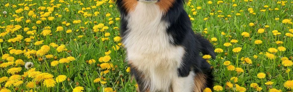 Yoomee-Beitragsbild.jpg Yoomee-Beitragsbild.jpg