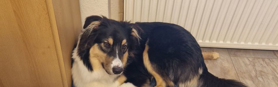 Der-Horst-Beitragsbild.jpg Der-Horst-Beitragsbild.jpg