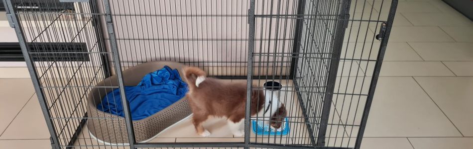 Neues-von-Benji-Beitragsbild.jpg Neues-von-Benji-Beitragsbild.jpg