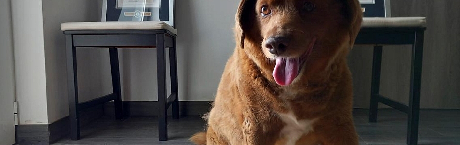 Aeltester-Hund-der-Welt-wurde-31-Beitragsbild.jpg