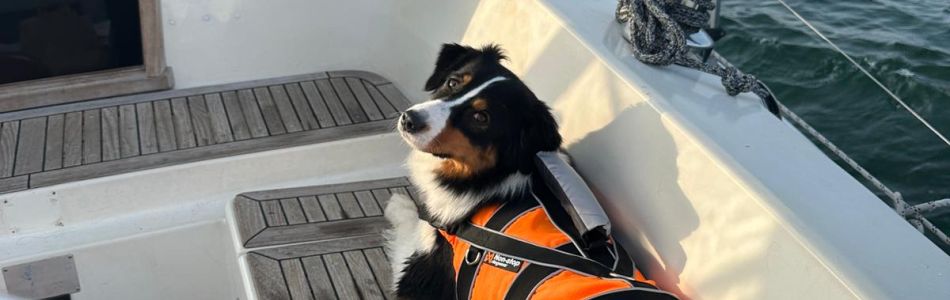 Bailey-beim-Segeln-Beitragsbild.jpg