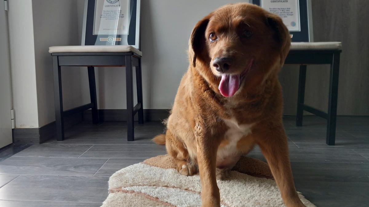 Portugal: Der älteste Hund der Welt mit 31 Jahren gestorben - WELT