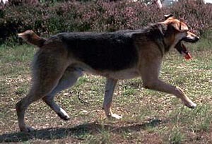 Brachyurie – Wikipedia