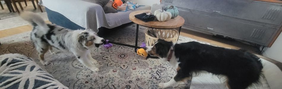 Dolly-Dot-Halloween-Spielzeug-Beitragsbild.jpg