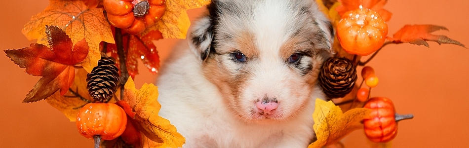 Fleur-Don-Welpen-Neue-Fotos-Beitragsbild.jpg Fleur-Don-Welpen-Neue-Fotos-Beitragsbild.jpg