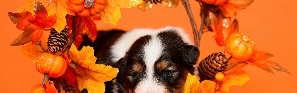 Harper-Sparrow-Welpen-Neue-Fotos-Beitragsbild.jpg