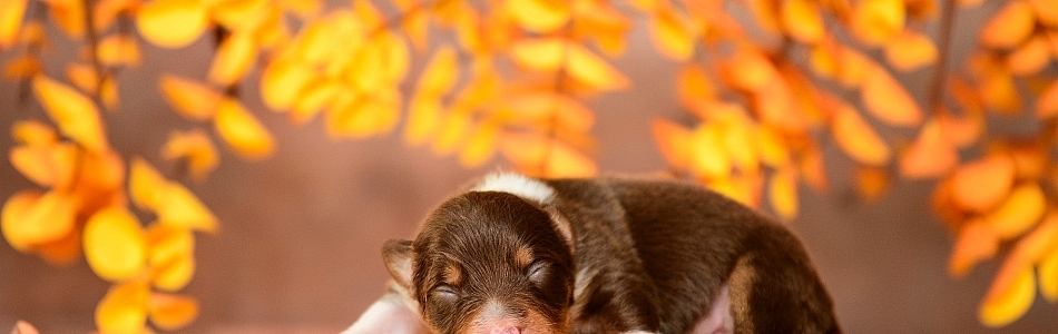 Ira-Ted-Welpen-Neue-Fotos-Beitragsbild.jpg