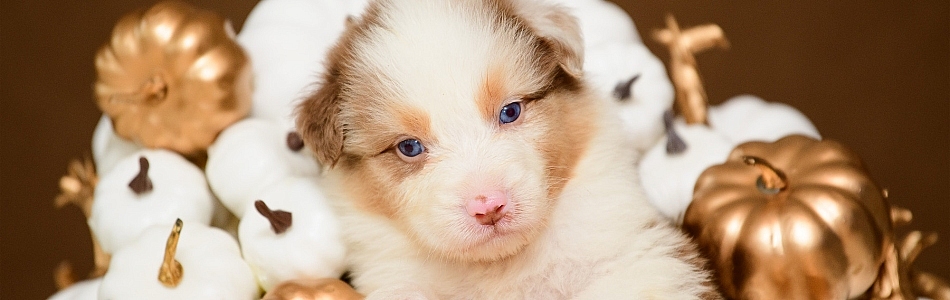 Red-Merle-Ruede-sucht-neues-Zuhause-Beitragsbild.jpg Red-Merle-Ruede-sucht-neues-Zuhause-Beitragsbild.jpg