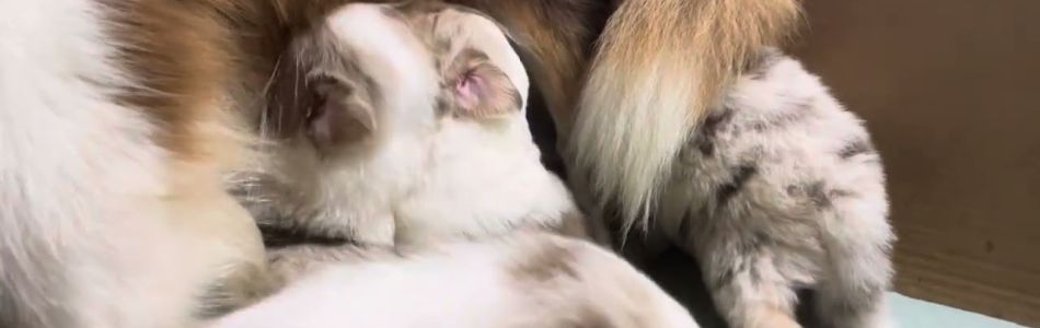 Rosy-Fynn-22-Tage-alt-Beitragsbild.jpg