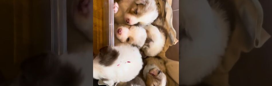 Rosy-Fynn-23-Tage-alt-Beitragsbild.jpg