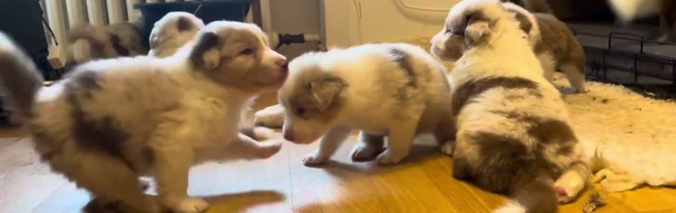 Rosy-Fynn-Kleiner-Ausflug-Beitragsbild.jpg