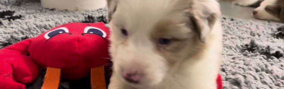 Rosy-Fynn-Milo-killt-das-Spielzeug-Beitragsbild.jpg Rosy-Fynn-Milo-killt-das-Spielzeug-Beitragsbild.jpg