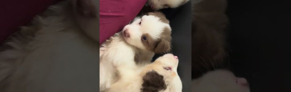 Rosy-Fynn-Staubsauger-Beitragsbild.jpg Rosy-Fynn-Staubsauger-Beitragsbild.jpg