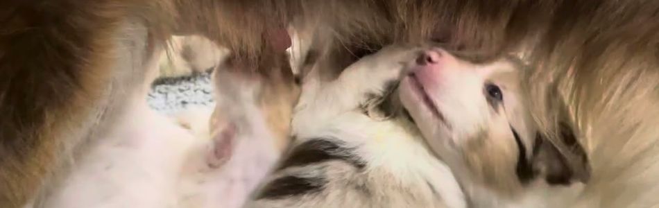 Rosy-Fynn-Umzug-in-den-Auslauf-Beitragsbild.jpg Rosy-Fynn-Umzug-in-den-Auslauf-Beitragsbild.jpg