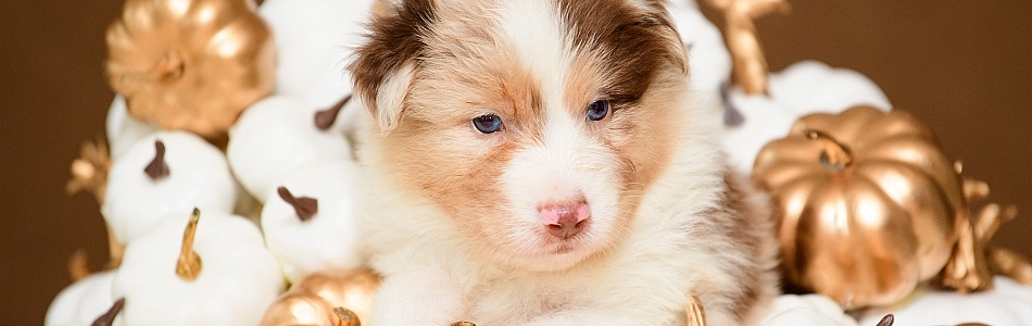 Rosy-Fynn-Welpen-Neue-Fotos-Beitragsbild.jpg Rosy-Fynn-Welpen-Neue-Fotos-Beitragsbild.jpg