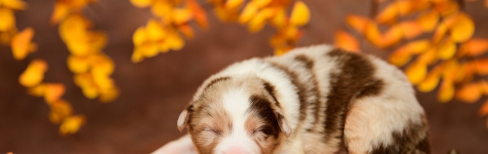 Rosy-Fynn-Welpen-Neue-Fotos-Beitragsbild.jpg