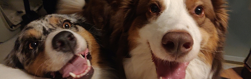 Schlaue-Hunde-haben-aehnliche-Denkmuster-wie-Menschen-Beitragsbild.jpg Schlaue-Hunde-haben-aehnliche-Denkmuster-wie-Menschen-Beitragsbild.jpg