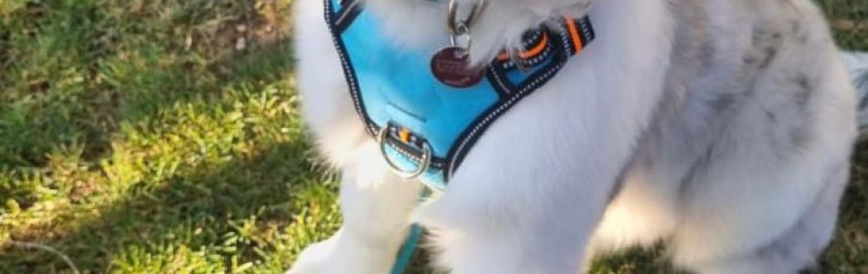 Wer-ist-der-coolste-Hund-in-Town-Blue-Beitragsbild.jpg
