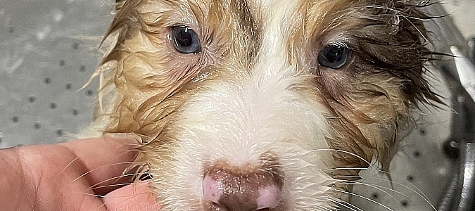 Fleur-Rosy-einmal-sauberen-Hund-bitte-Beitragsbild.jpg Fleur-Rosy-einmal-sauberen-Hund-bitte-Beitragsbild.jpg