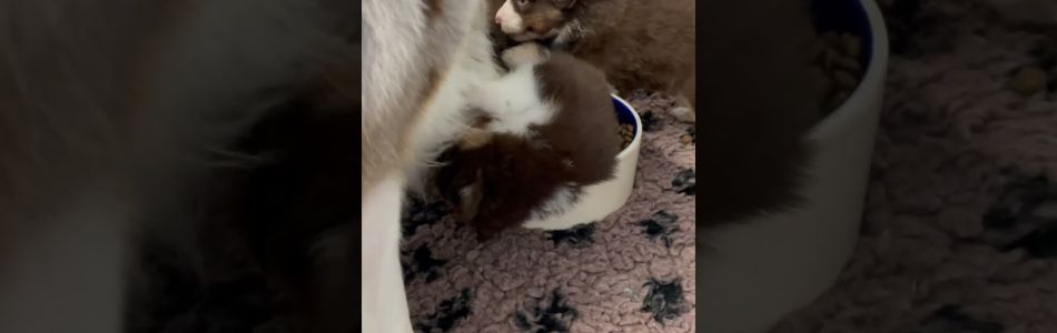 Ira-Ted-Playtime-Beitragsbild.jpg Ira-Ted-Playtime-Beitragsbild.jpg
