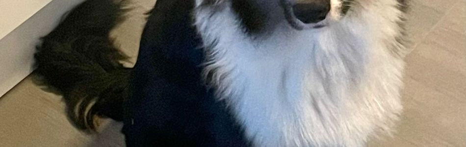 Murphy-Joker-Beitragsbild.jpg Murphy-Joker-Beitragsbild.jpg
