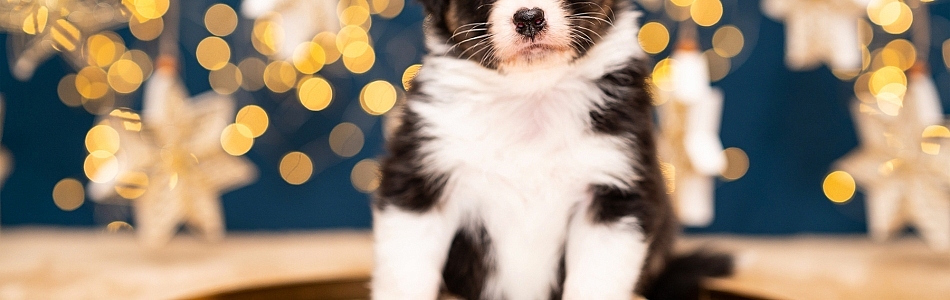 Leia-Jasper-Fotos-4-Wochen-alt-Beitragsbild.jpg Leia-Jasper-Fotos-4-Wochen-alt-Beitragsbild.jpg