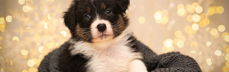 Leia-Jasper-Neue-Fotos-Beitragsbild.jpg Leia-Jasper-Neue-Fotos-Beitragsbild.jpg