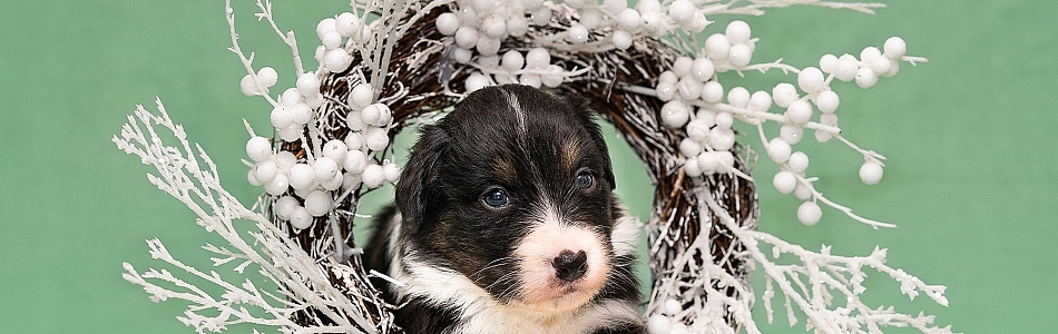 Leia-Jasper-Welpen-Foto-Woche-3-Beitragsbild.jpg Leia-Jasper-Welpen-Foto-Woche-3-Beitragsbild.jpg