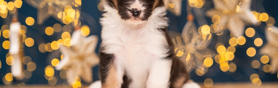 Phoebe-Koda-Neue-Fotos-Beitragsbild.jpg Phoebe-Koda-Neue-Fotos-Beitragsbild.jpg