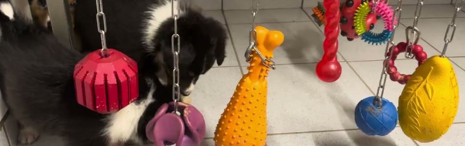 Phoebe-Koda-Neue-Freunde-und-schleckmatte-Beitragsbild.jpg Phoebe-Koda-Neue-Freunde-und-schleckmatte-Beitragsbild.jpg