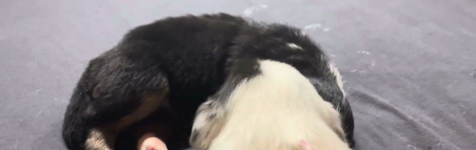 Phoebe-Koda-Trio-2-Wochen-alt-Beitragsbild.jpg Phoebe-Koda-Trio-2-Wochen-alt-Beitragsbild.jpg