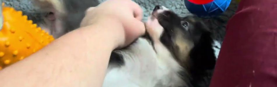 Phoebe-Koda-Umzug-in-den-Auslauf-Beitragsbild.jpg Phoebe-Koda-Umzug-in-den-Auslauf-Beitragsbild.jpg