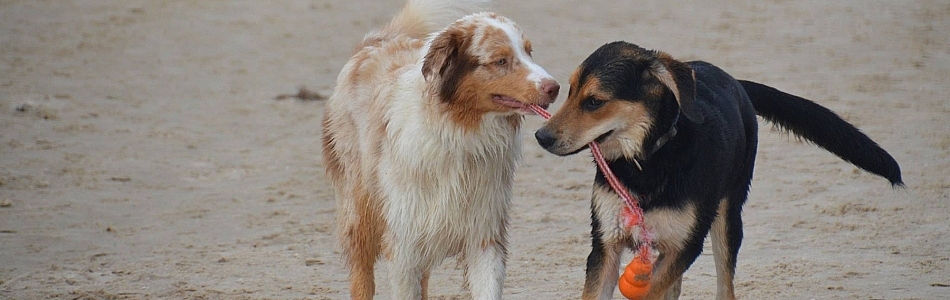 Warum-wedelt-der-Hund-Beitragsbild.jpg Warum-wedelt-der-Hund-Beitragsbild.jpg