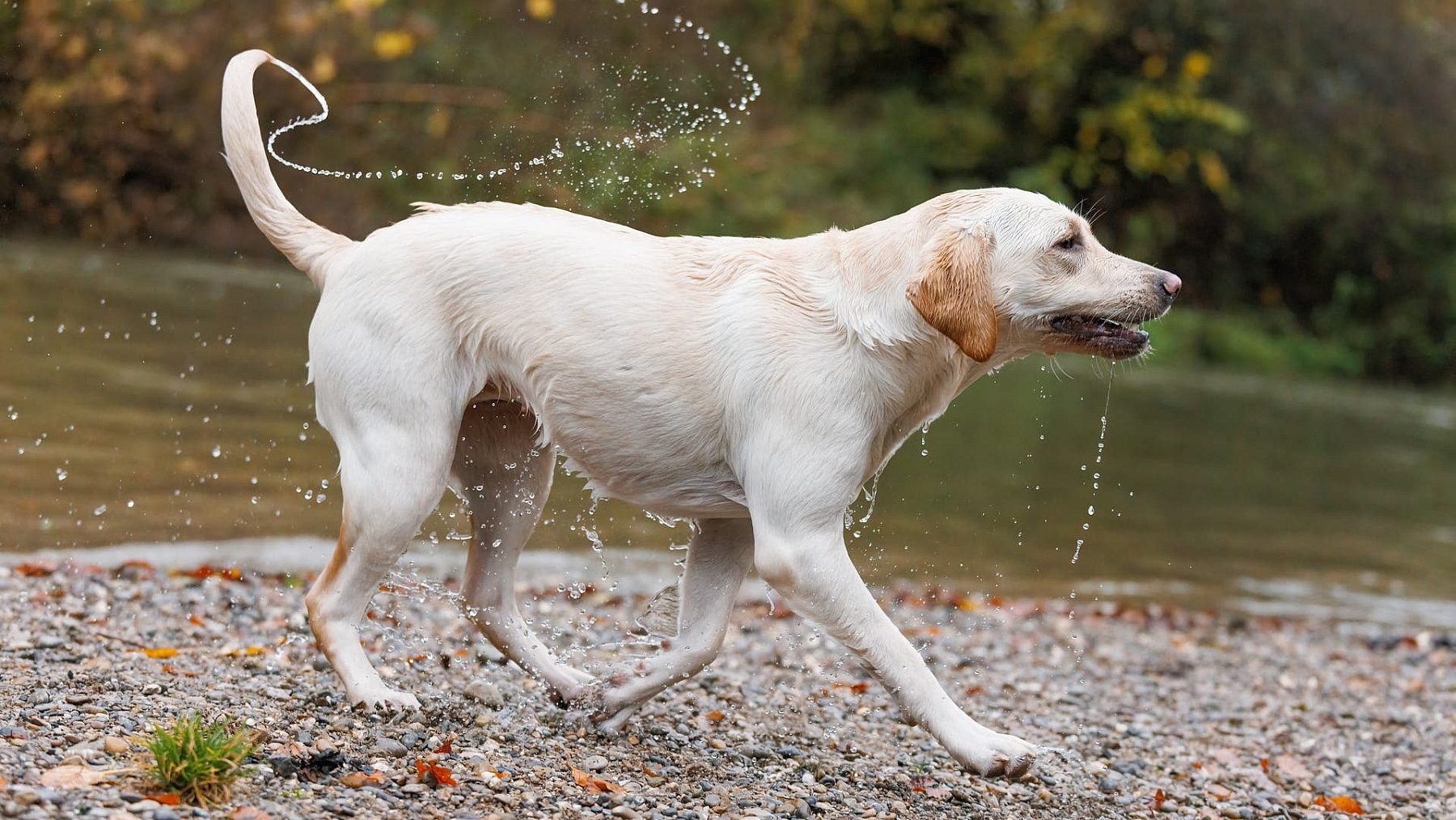 Mysteriöses Verhalten: Warum wedelt der Hund?