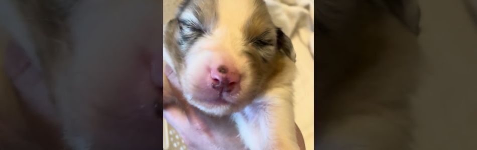 Lucy-Fynn-2-Wochen-alt-Beitragsbild.jpg Lucy-Fynn-2-Wochen-alt-Beitragsbild.jpg