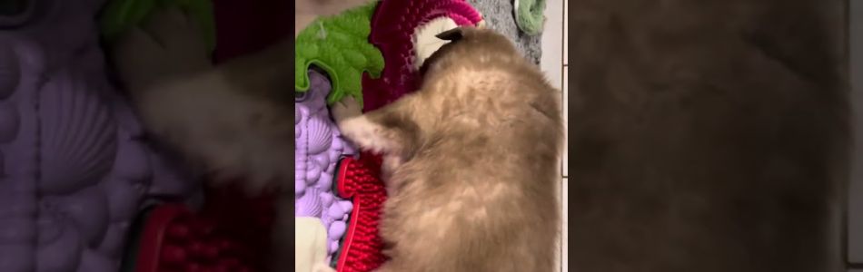 Lucy-Fynn-Taktile-Reize-Beitragsbild.jpg Lucy-Fynn-Taktile-Reize-Beitragsbild.jpg