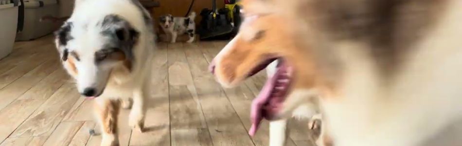 Lucy-Fynn-Ausflug-ins-Wohnzimmer-und-neue-Rudelmitglieder-Beitragsbild.jpg Lucy-Fynn-Ausflug-ins-Wohnzimmer-und-neue-Rudelmitglieder-Beitragsbild.jpg