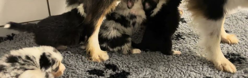 Harper-Sparrow-2-Umzug-in-den-Auslauf-mit-vorheriger-Dusche-Beitragsbild.jpg Harper-Sparrow-2-Umzug-in-den-Auslauf-mit-vorheriger-Dusche-Beitragsbild.jpg