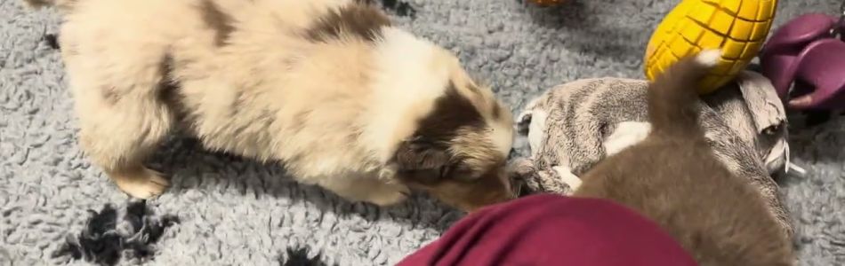 Rosy-Roko-Cuteness-overload-Beitragsbild.jpg Rosy-Roko-Cuteness-overload-Beitragsbild.jpg