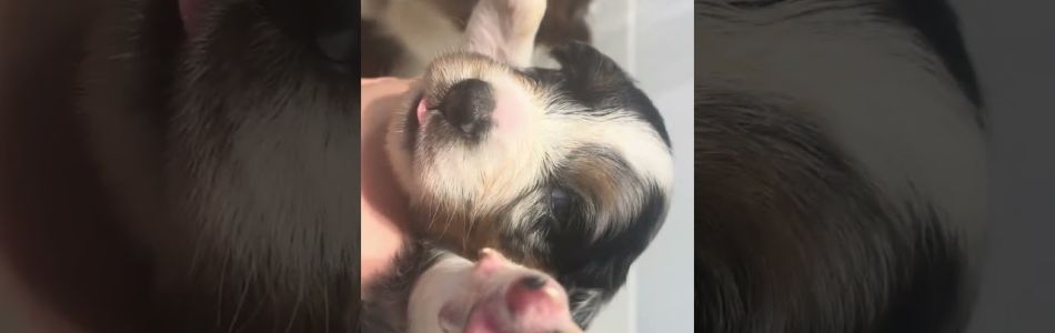 Akira-Chase-Ted-Augen-auf-Beitragsbild.jpg Akira-Chase-Ted-Augen-auf-Beitragsbild.jpg