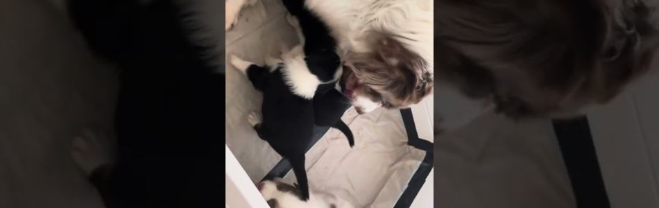 Akira-Chase-Ted-Spielzeug-begucken-Beitragsbild.jpg Akira-Chase-Ted-Spielzeug-begucken-Beitragsbild.jpg